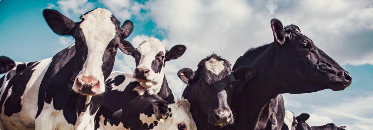 Cow Burial Plans overview